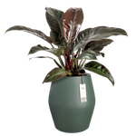 june split high 46cm verde esmeralda